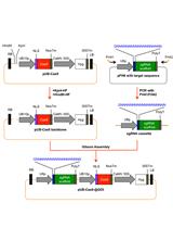 Generation of Targeted Knockout Mutants in Arabidopsis thaliana Using CRISPR/Cas9