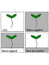 Determination of the Effects of Local and Systemic Iron Excess on  Lateral Root Initiation in Arabidopsis thaliana