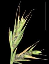 通过孢子恢复和萌发从感染的小穗分离雀麦黑粉菌菌株