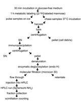 N-连接寡糖的[2-<sup>3</sup>H] 甘露糖标记和分析