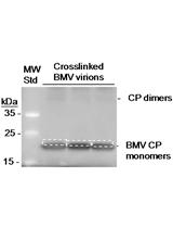 Mapping RNA Sequences that Contact Viral Capsid Proteins in Virions