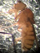 Ciberial Muscle 9 (CM9) Electrophysiological Recordings in Adult Drosophila melanogaster