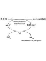 Quantitative Determination of Poly-β-hydroxybutyrate in Synechocystis sp. PCC 6803