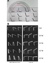 Rice Lamina Joint Inclination Assay
