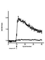 Measurement of the Intracellular Calcium Concentration with  Fura-2 AM Using a Fluorescence Plate Reader