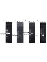 Using CRISPR/Cas9 for Large Fragment Deletions in Saccharomyces cerevisiae