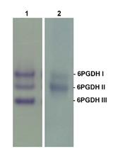 Separation of Plant 6-Phosphogluconate Dehydrogenase (6PGDH)  Isoforms by Non-denaturing Gel Electrophoresis