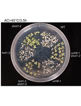 植物对急性热胁迫耐受性的评估