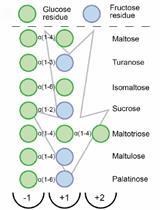 Thermostability Measurement of an α-Glucosidase Using a Classical  Activity-based Assay and a Novel Thermofluor Method