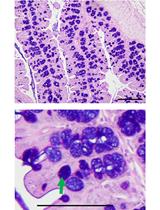 电泳和组织学检查分析小鼠肠黏蛋白的性质