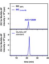 HPLC-MS分析N-乙酰胞壁酸-6-磷酸（MurNAc-6P）的积累