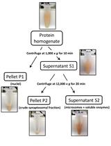 Preparation of Crude Synaptosomal Fractions from Mouse Brains and Spinal Cords