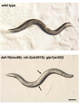 Primary Culture System for Germ Cells from Caenorhabditis elegans  Tumorous Germline Mutants
