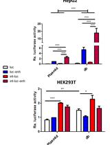 Advanced Design of Minimalistic Dumbbell-shaped Gene Expression Vectors