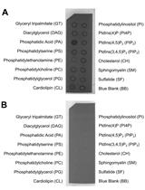 Membrane Lipid Screen to Identify Molecular Targets of Biomolecules