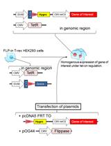 Purification of FLAG-tagged Secreted Proteins from Mammalian Cells