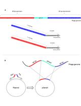 利用CRISPR-Cas系统筛选基因组编辑的噬菌体
