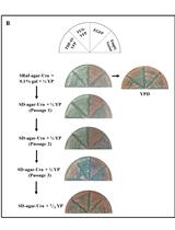 A Protocol of Using White/Red Color Assay to Measure Amyloid-induced  Oxidative Stress in Saccharomyces cerevisiae