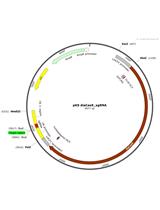 海洋硅藻三角褐指藻中CRISPR / Cas9基因编辑技术