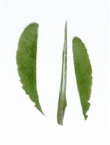 分离保卫细胞富集组织用于RNA提取