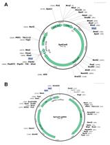 Improving CRISPR Gene Editing Efficiency by Proximal dCas9 Targeting