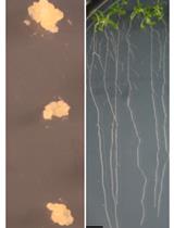 Polyamine and Paraquat Transport Assays in Arabidopsis Seedling and Callus
