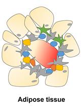 Isolation and Analysis of Stromal Vascular Cells from Visceral Adipose Tissue
