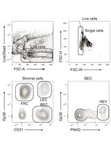 Isolation and Analysis of Stromal Cell Populations from Mouse Lymph Nodes