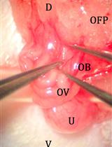 Improved Oviduct Transfer Surgery for Genetically Modified Rat Production