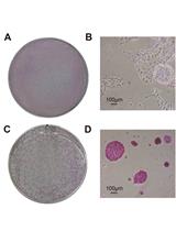 Exit from Pluripotency Assay of Mouse Embryonic Stem Cells