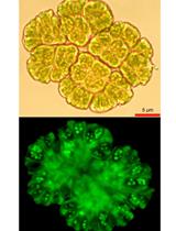ROS Detection in Botryococcus braunii Colonies with CellROX Green Reagent