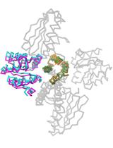 Snapshots of the Signaling Complex DesK:DesR in Different Functional States Using Rational Mutagenesis and X-ray Crystallography