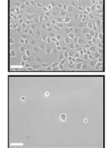Establishment of a Human Cell Line Persistently Infected with Sendai Virus