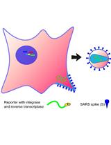 An Optimized Method for the Production Using PEI, Titration and Neutralization of SARS-CoV Spike Luciferase Pseudotypes