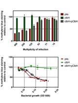 Protocol for HeLa Cells Infection with Escherichia coli Strains Producing  Colibactin and Quantification of the Induced DNA-damage
