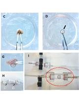 An ex vivo Perifusion Method for Quantitative Determination of Neuropeptide Release from Mouse Hypothalamic Explants