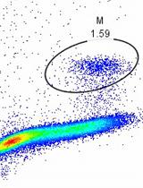 Rapid Profiling Cell Cycle by Flow Cytometry Using Concurrent  Staining of DNA and Mitotic Markers