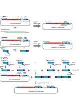 构建共表达Cas9和sgRNAs的单一独立转录单元用于植物基因组编辑