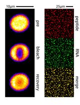 Arginine-rich Peptides Can Actively Mediate Liquid-liquid Phase Separation