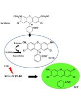 使用氧化物探针2'，7'-二氯二氟荧光素二乙酸酯（DCFH-DA）检测蓝细菌中活性氧物质（ROS）