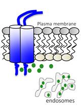 GFP-Grb2 Translocation Assay Using High-content Imaging to Screen for Modulators of EGFR-signaling