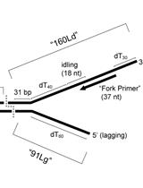 In vitro Assays for Eukaryotic Leading/Lagging Strand DNA Replication