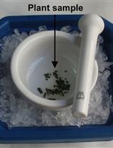 在二氨基荧光素（DAF）凝胶上检测植物样品中的蛋白质S-亚硝基硫醇（SNO）