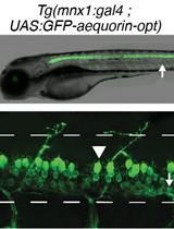 Bioluminescence Monitoring of Neuronal Activity in Freely Moving Zebrafish Larvae