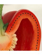 Isolation and Detection of the Chlorophyll Catabolite Hydroxylating  Activity from Capsicum annuum Chromoplasts