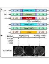 酿酒酵母中使用人工靶DNA序列进行多重CRISPR/ Cas9的方法