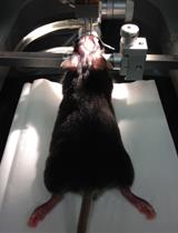 在小鼠中缝背核立体定向注射腺相关病毒和埋植套管