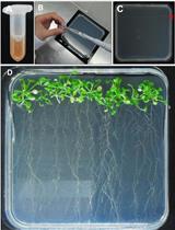 Ensifer-mediated Arabidopsis thaliana Root Transformation (E-ART): A Protocol to Analyse the Factors that Support Ensifer-mediated Transformation (EMT) of Plant Cells