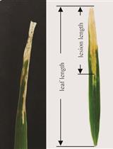 Xanthomonas oryzae pv. oryzae Inoculation and Growth Rate on Rice by Leaf Clipping Method