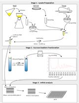Accurate, Streamlined Analysis of mRNA Translation by Sucrose Gradient Fractionation